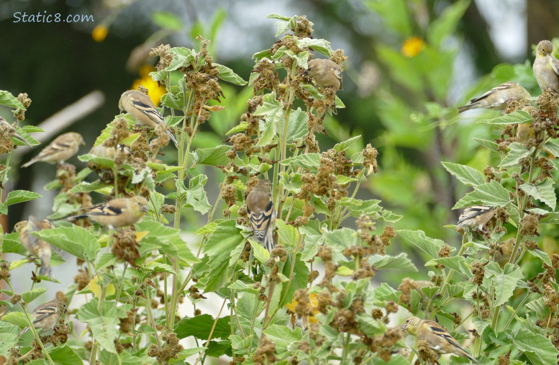 Goldfinch flock