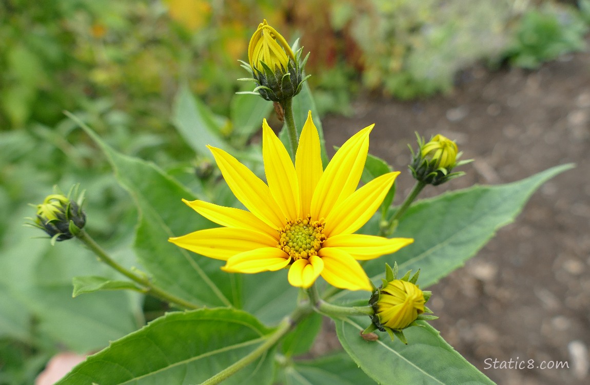 Sunchoke blooms