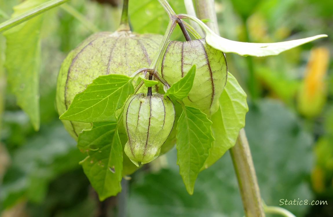 Tomatillos growing on the vine