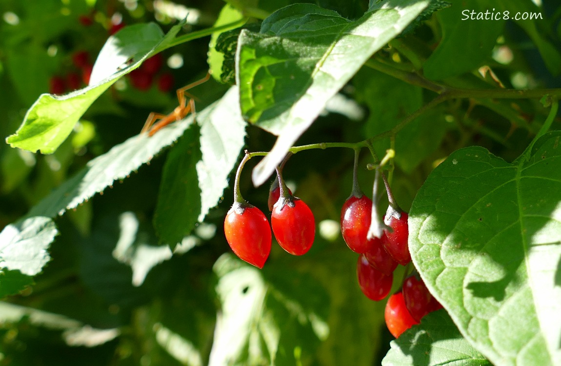 Bittersweet Nightshade berries