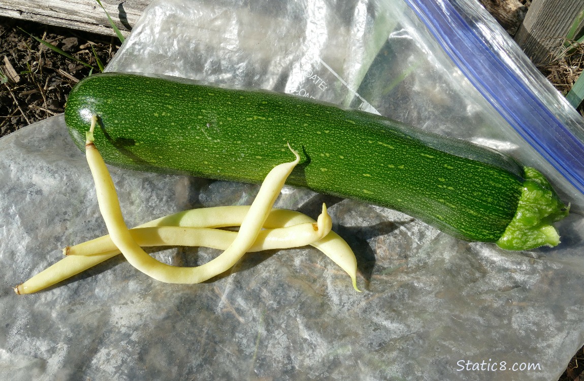 Harvested veggies layiing on the ground