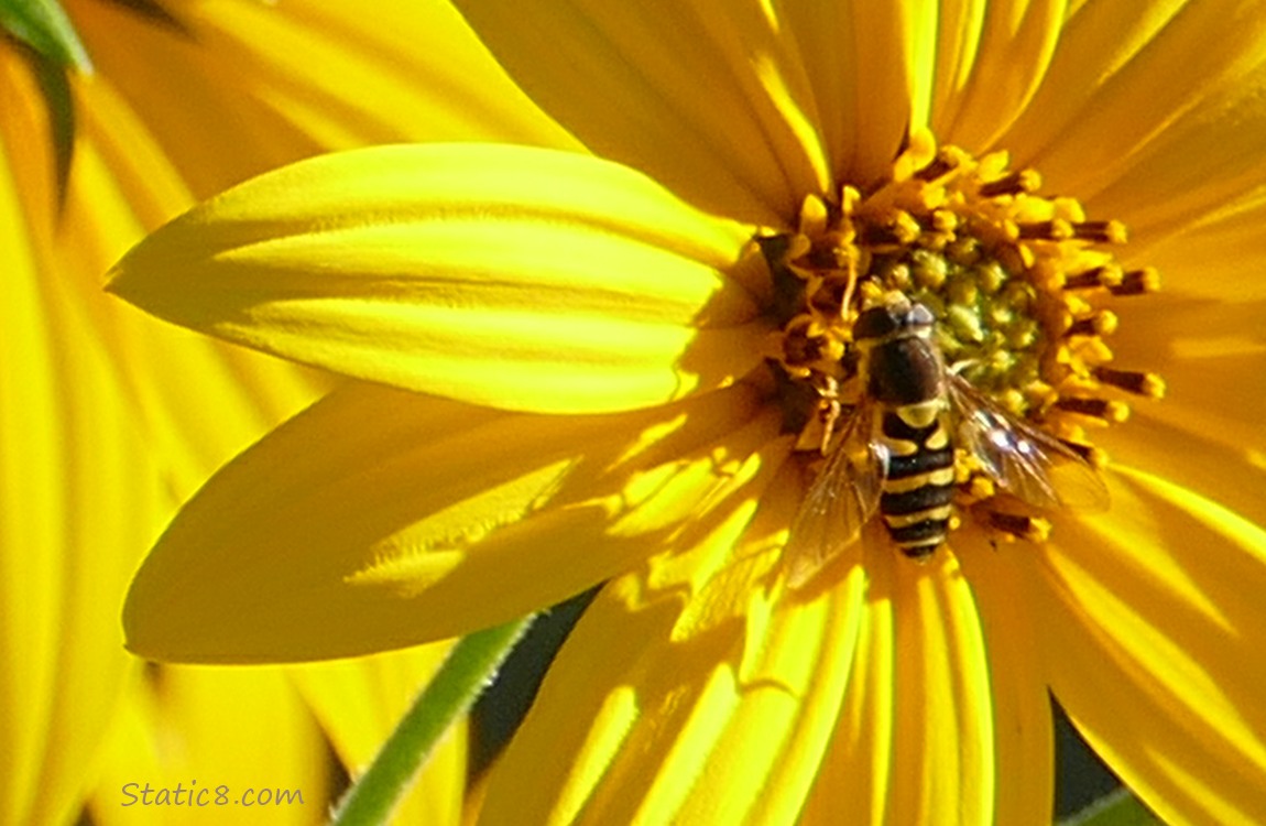 Hoverfly standing in a Sunchoke bloom