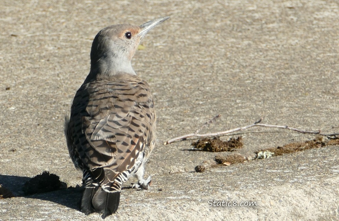 Northern Flicker standing on the sidewalk