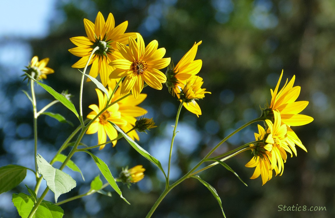 Sunchoke blooms