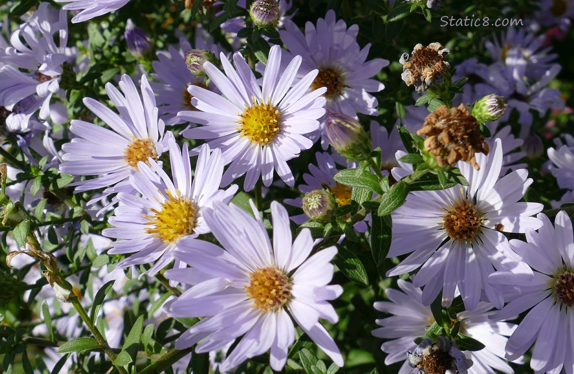 Aster blooms