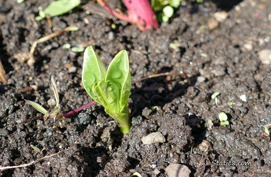 Fava seedling growing from the dirt