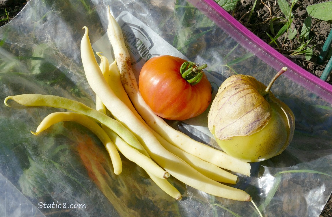 Harvested veggies laying on the ground