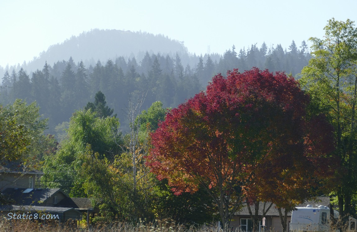 Trees on the hill