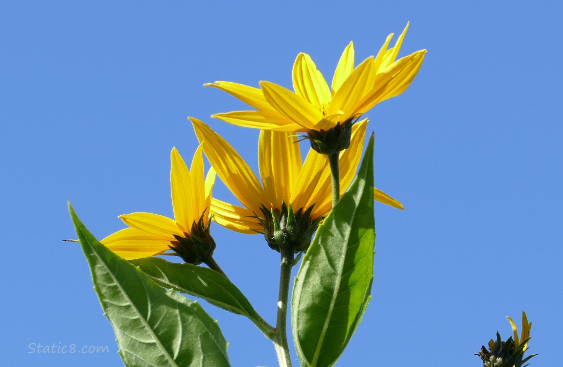 Sunchoke blooms against a blue sky