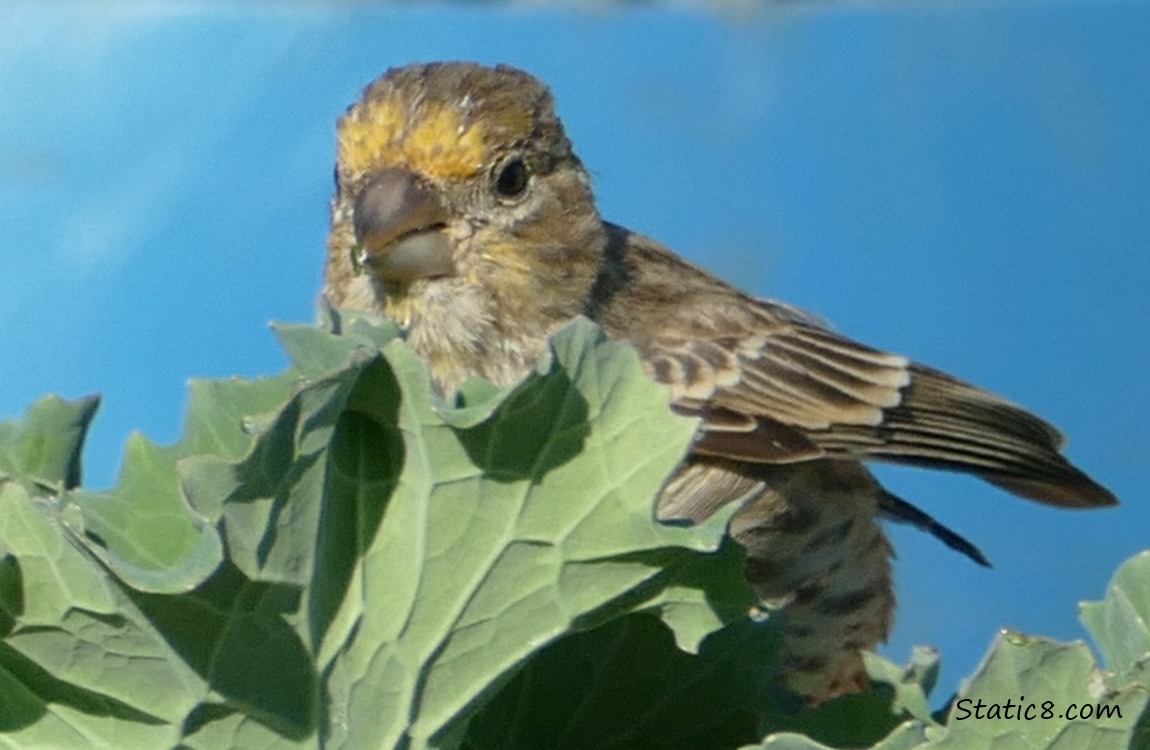 House Finch standing behind some Kale