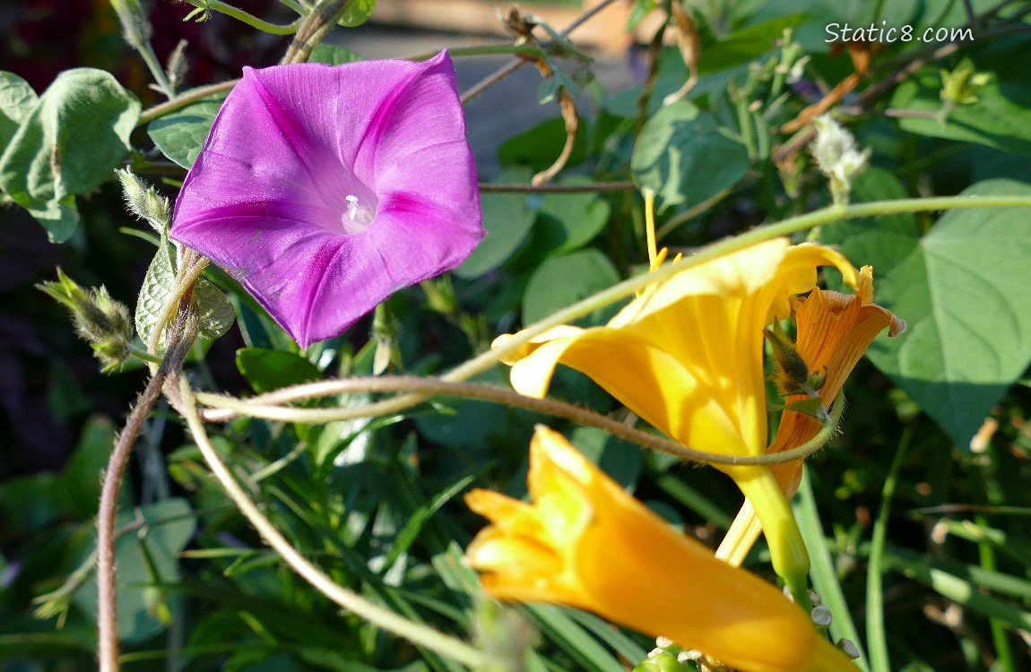 Purple Morning Glory with yellow lilies