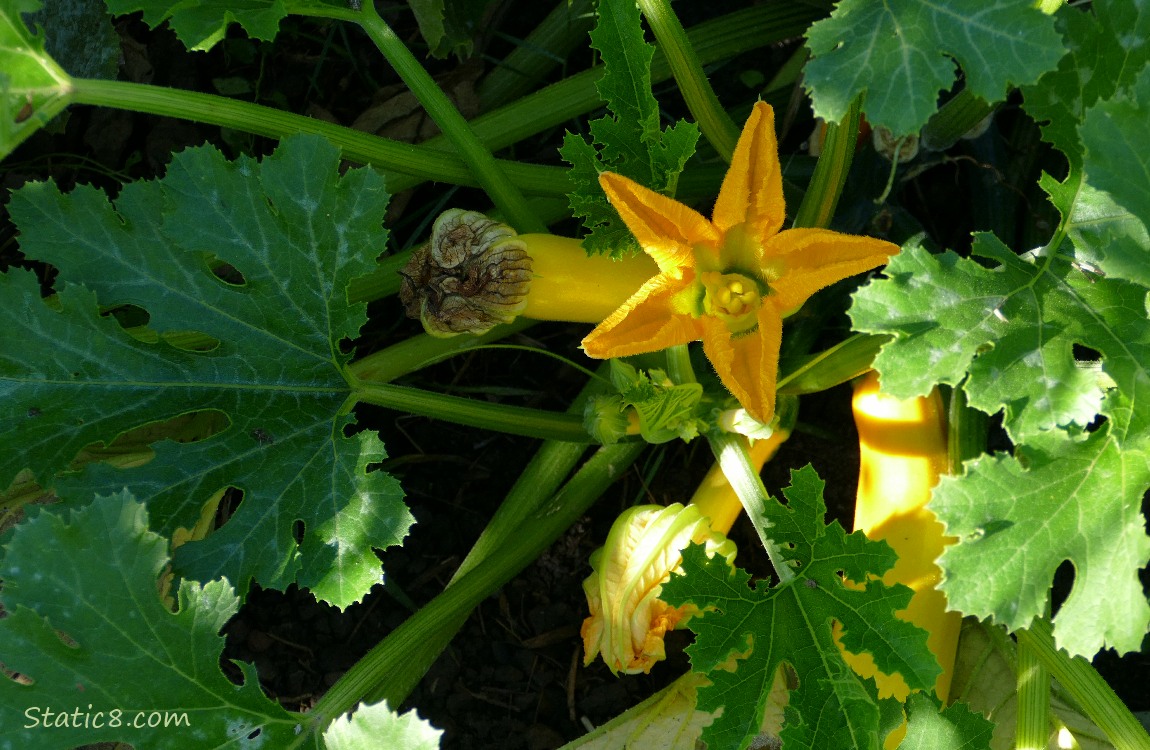 Yellow Zucchinis growing on the vine