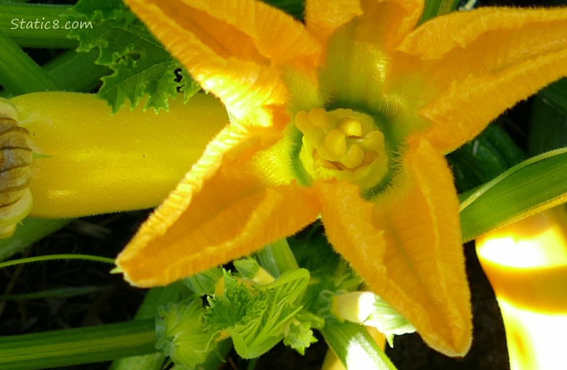 Close up of a Squash bloom