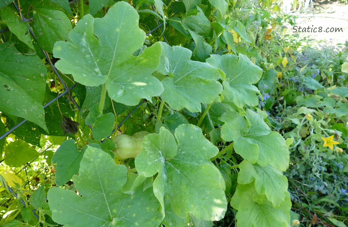 Butternut squash growing on the vine