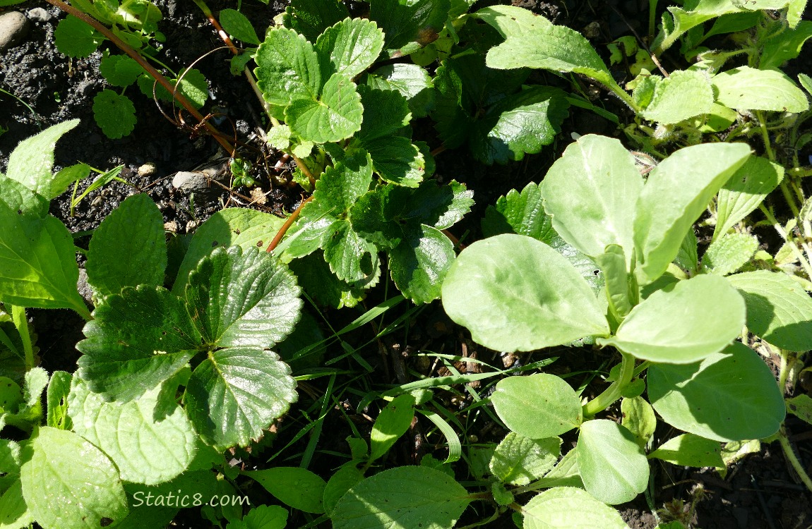 Fava with strawberry plants