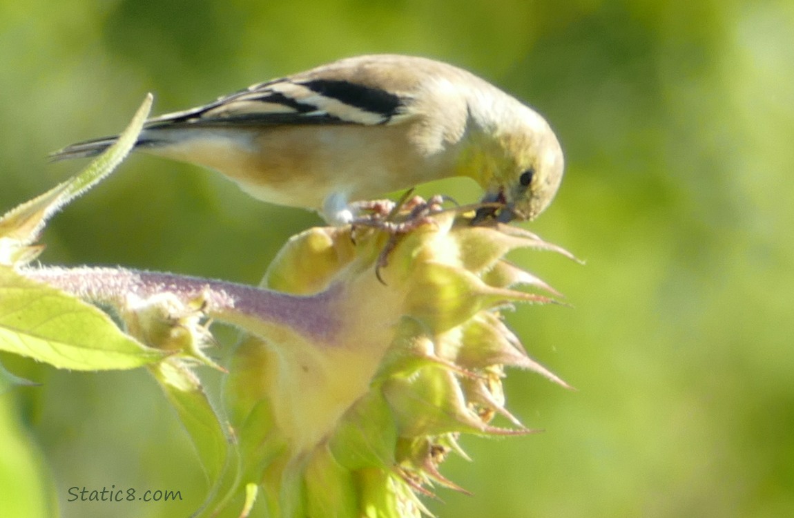 Goldfinch eating sunflower seeds