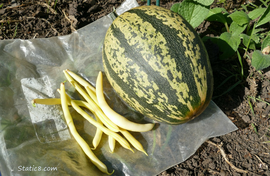 Harvested veggies laying on the ground