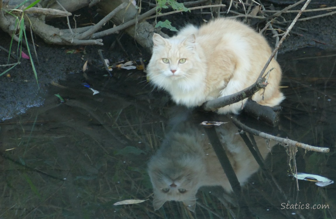 Long haired cat standing near the creek