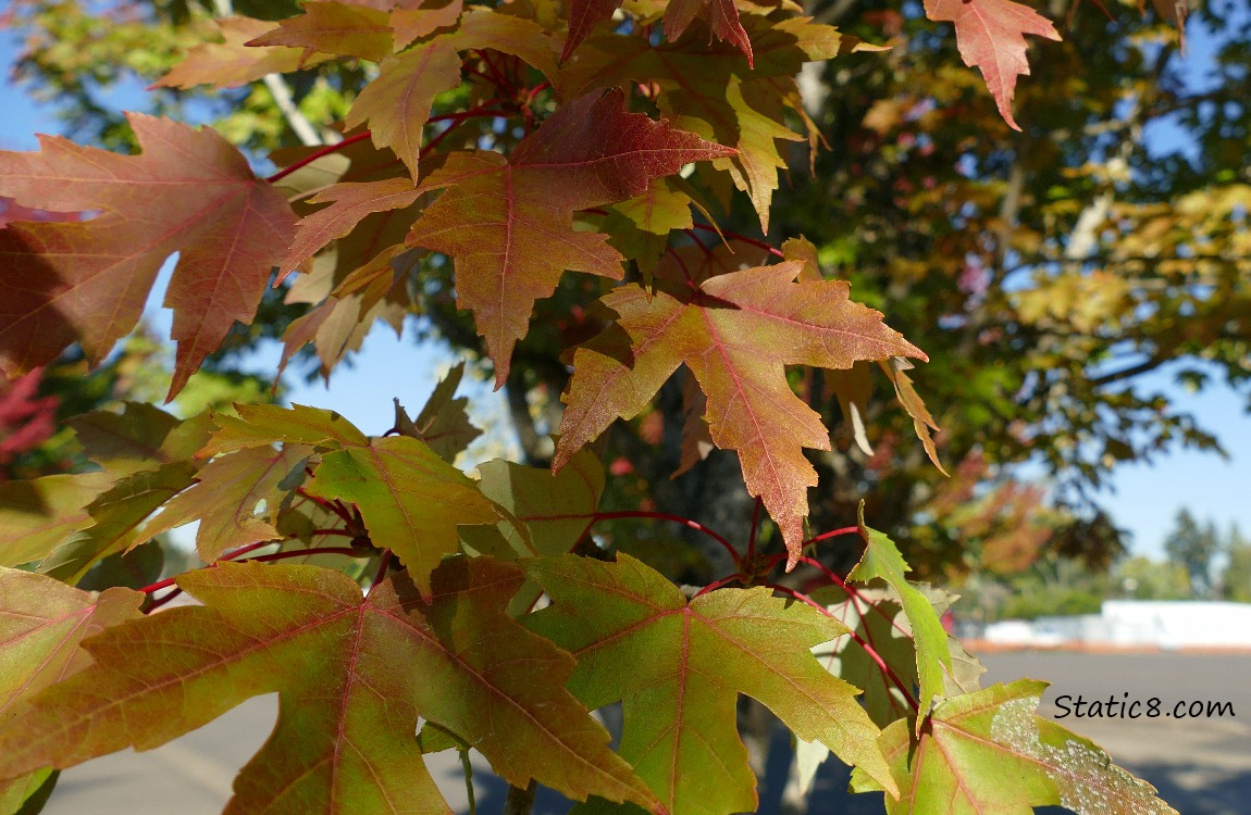 Autumn red leaves