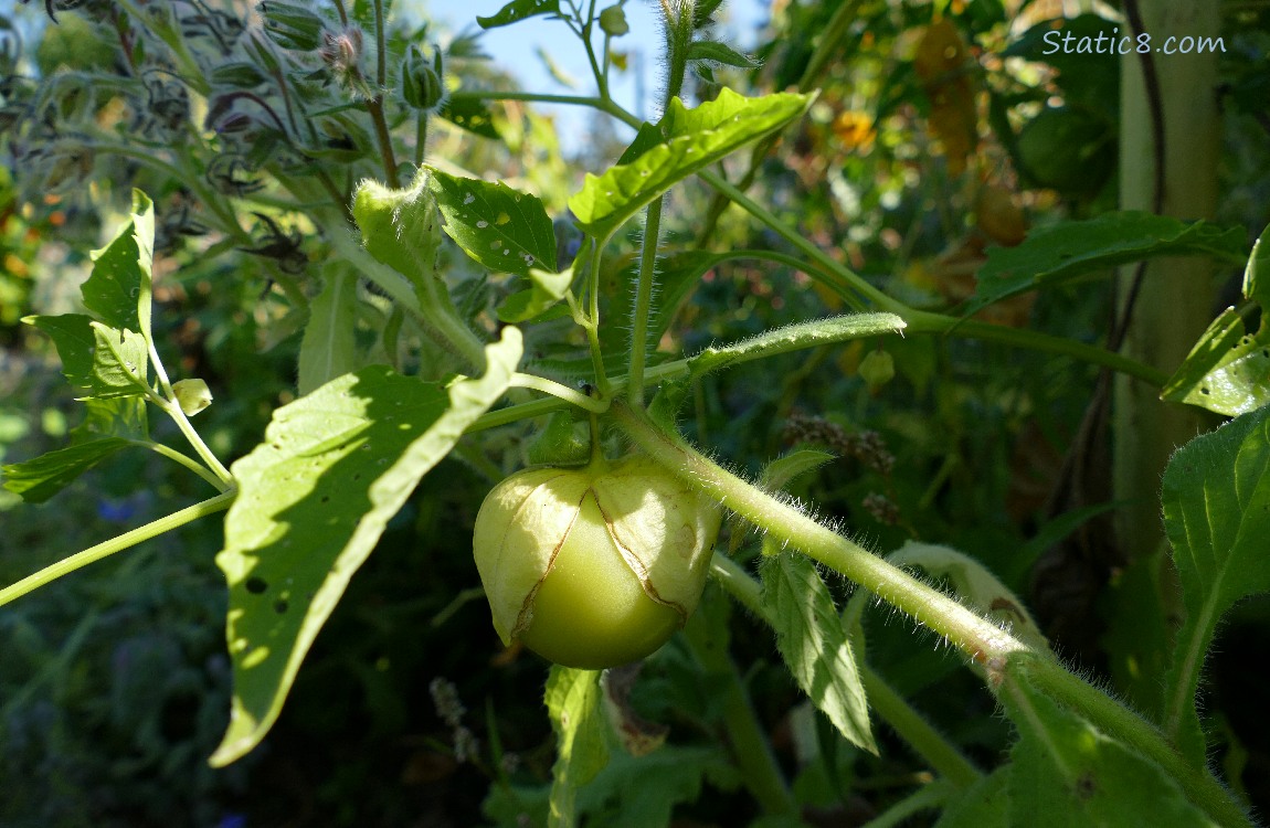 Tomatillo on the vine