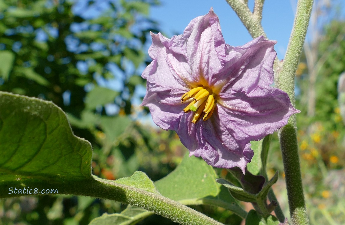 Aubergine bloom