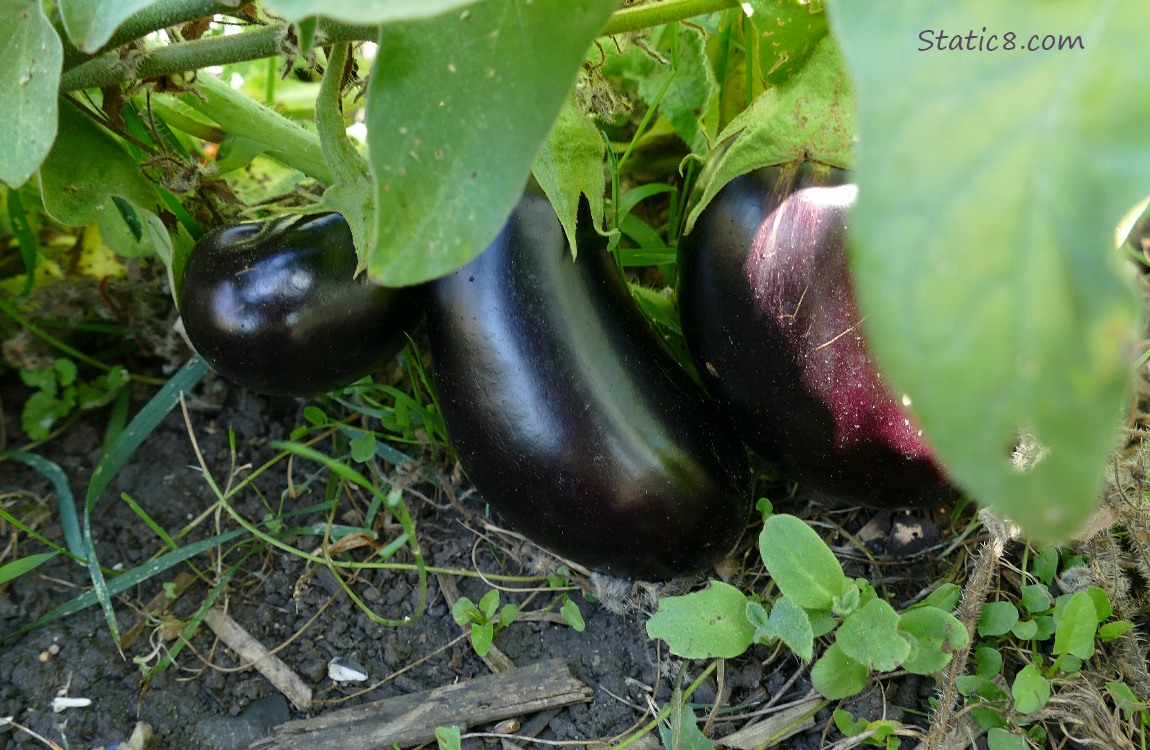 Aubergines growing on the vine