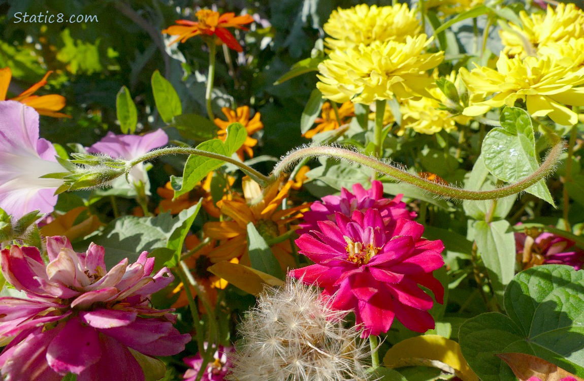 Pink and yellow zinnias