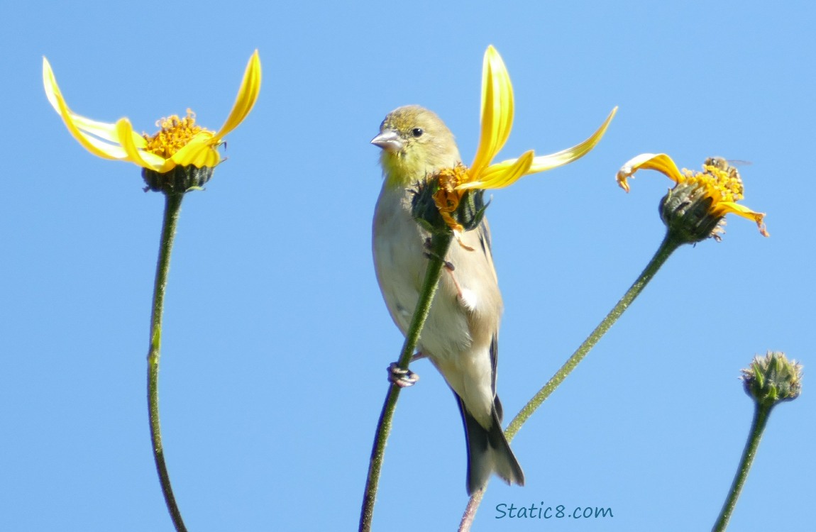 Goldfinch standing on a sunchoke bloom