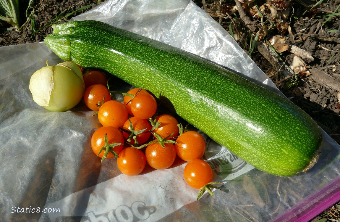 Harvested veggies laying on the ground