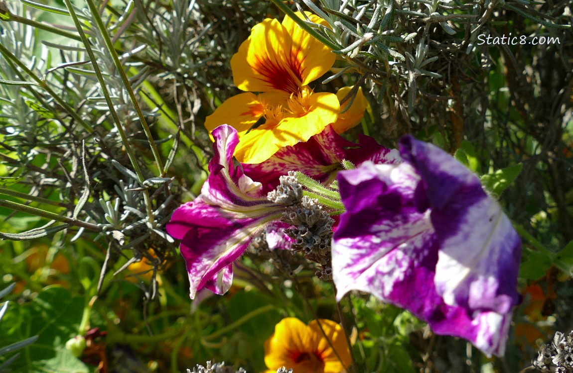 Yellow Nasturtium with striped Petunias