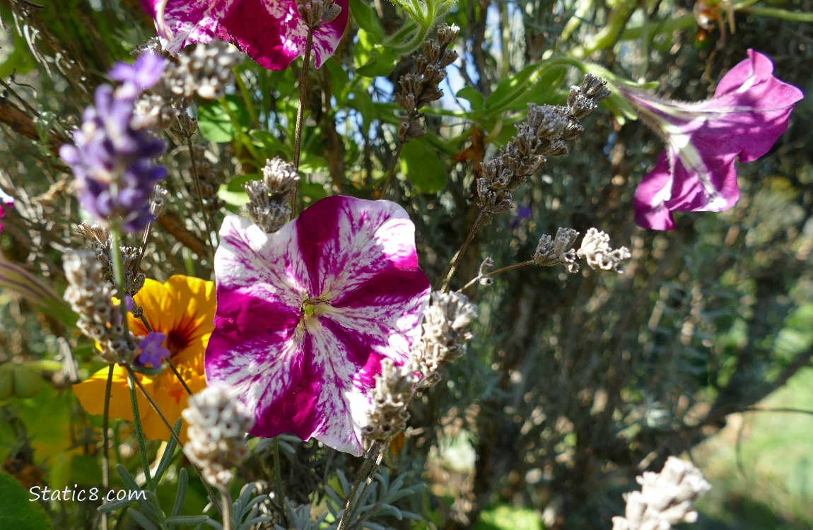 Petunias