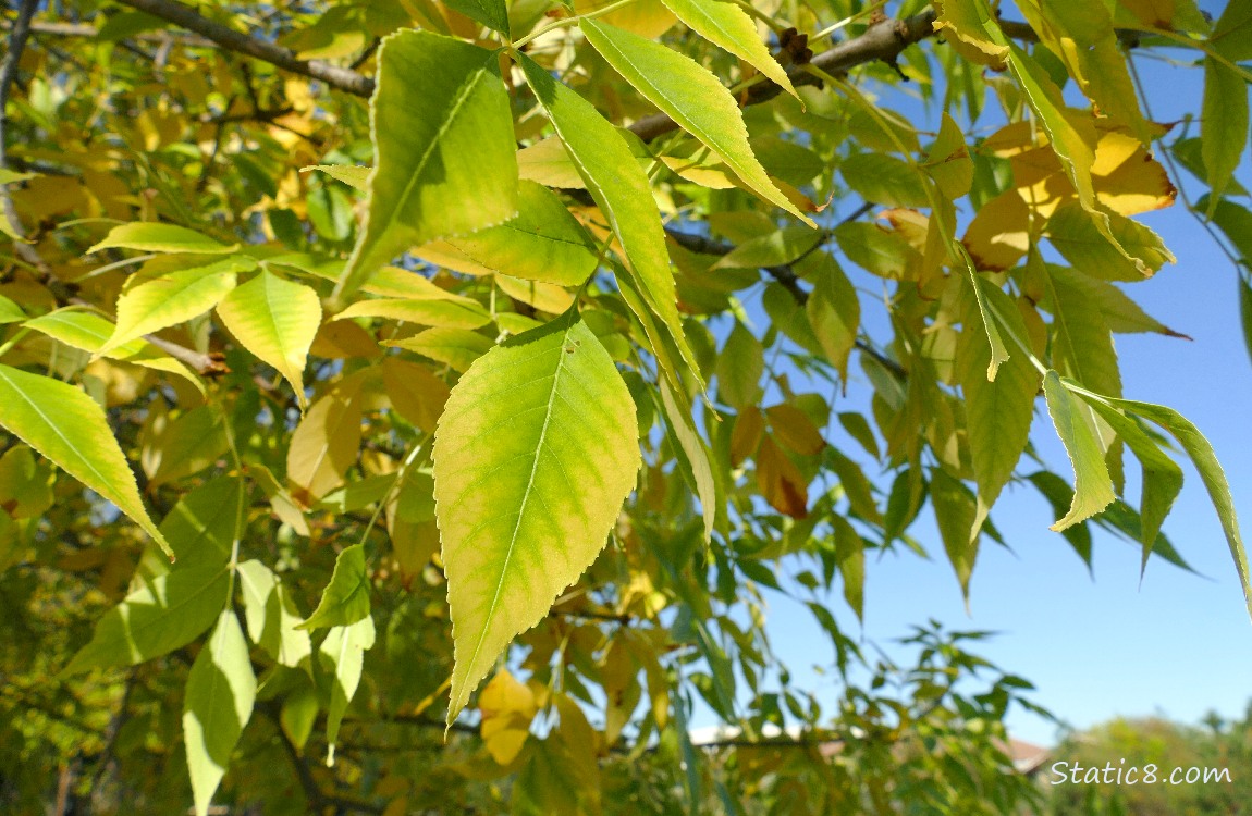 Yellowing Ash tree leaves