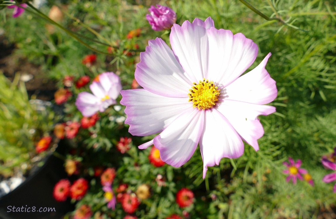 Cosmos bloom and other flowers in the background