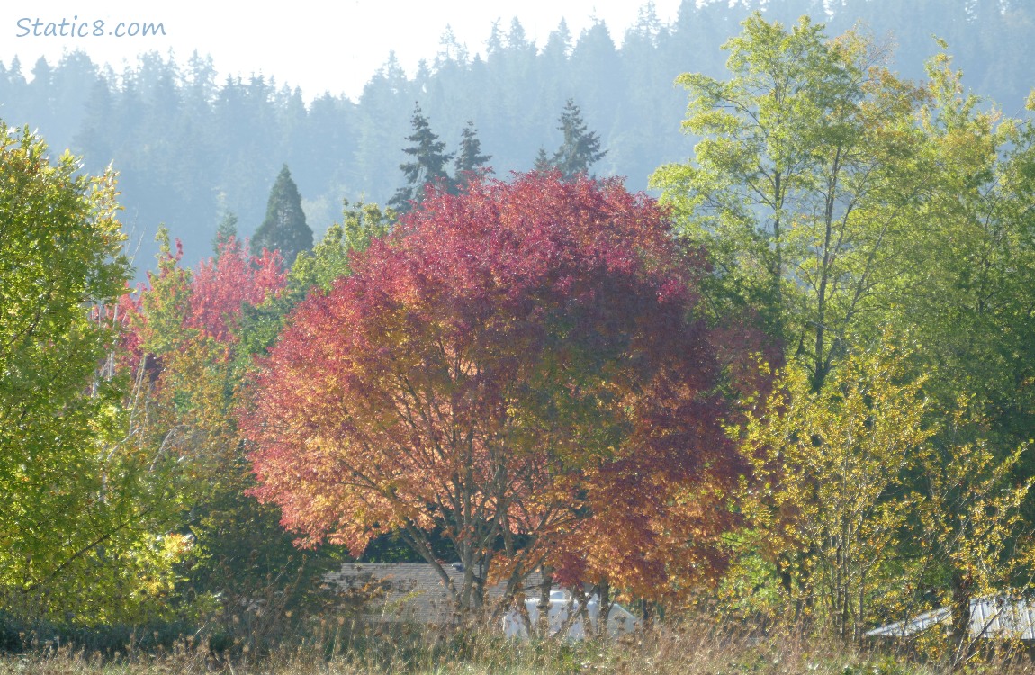 An autumn red tree