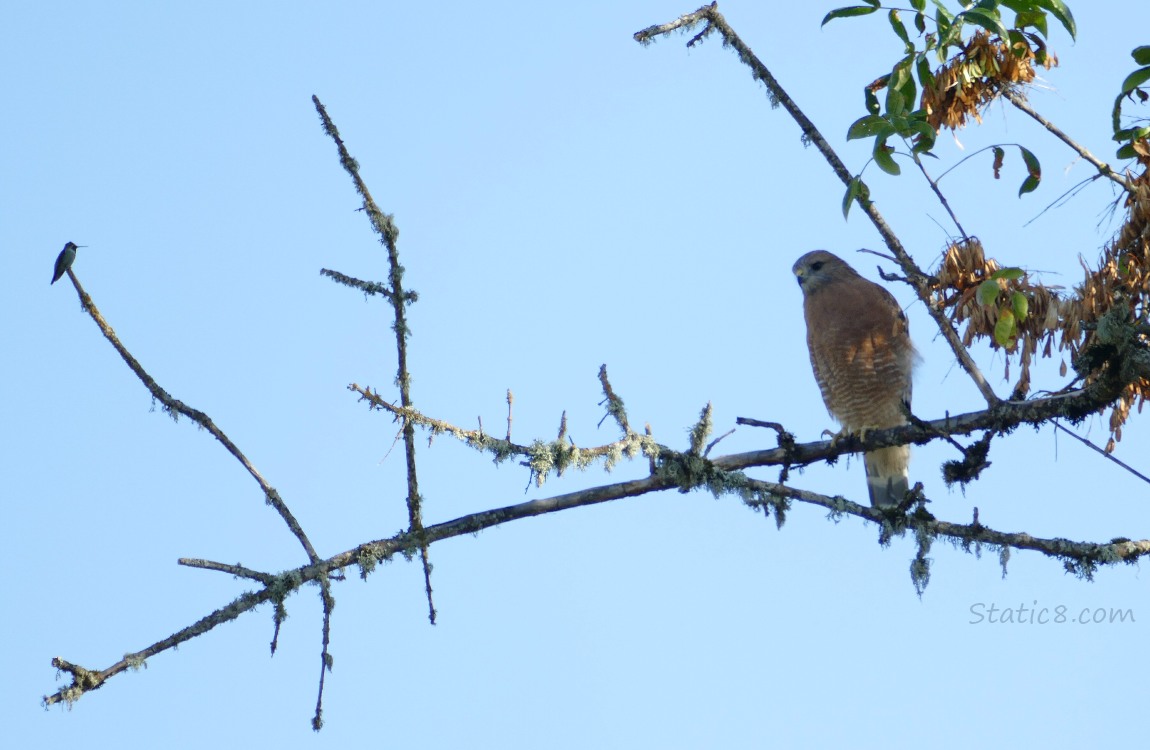 Hummingbird and Hawk standing on the same branch