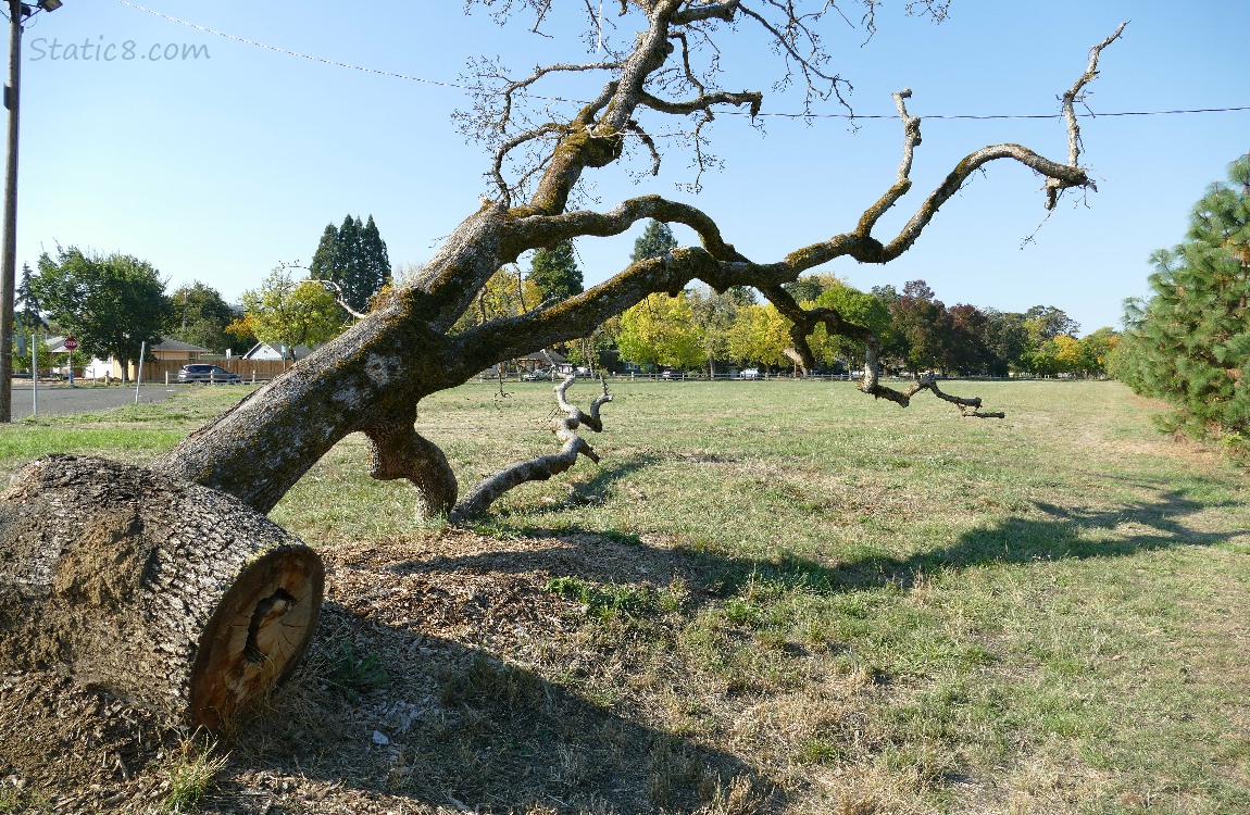 Fallen tree