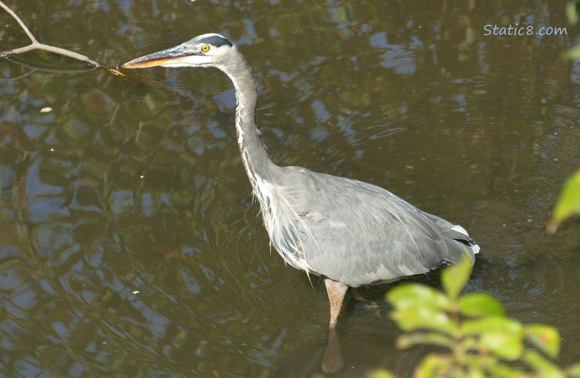 Great Blue Heron standing in water