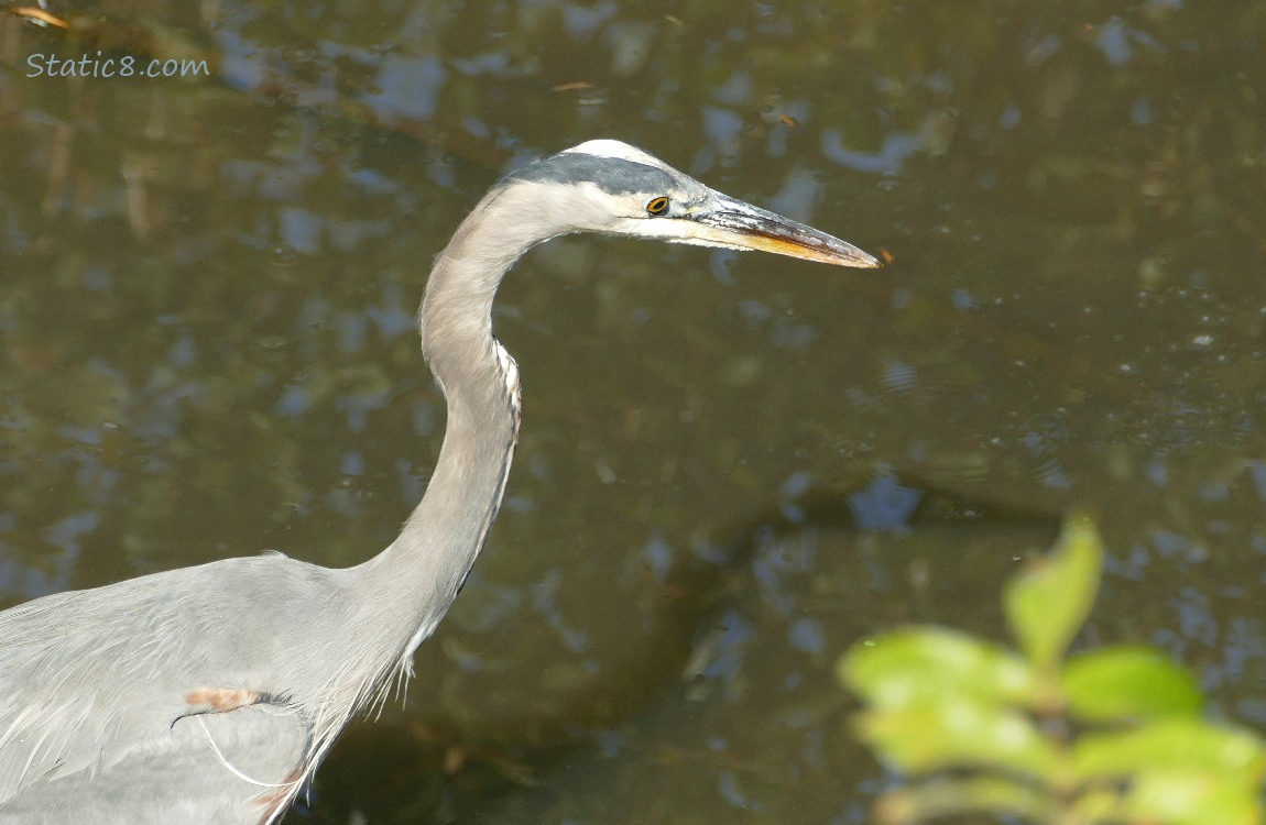 Great Blue Heron hunting