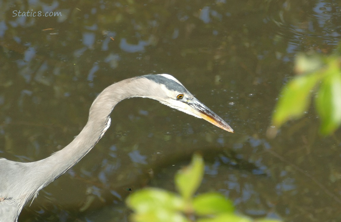 Great Blue Heron hunting