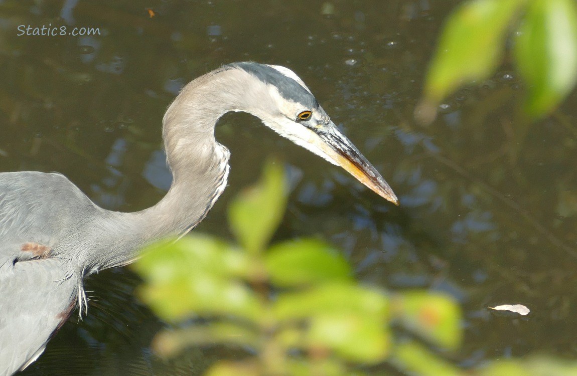 Great Blue Heron has hunted a leaf!