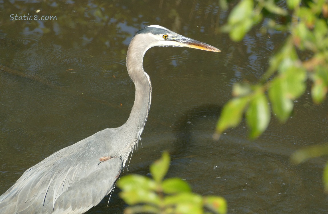 Great Blue Heron standing in water