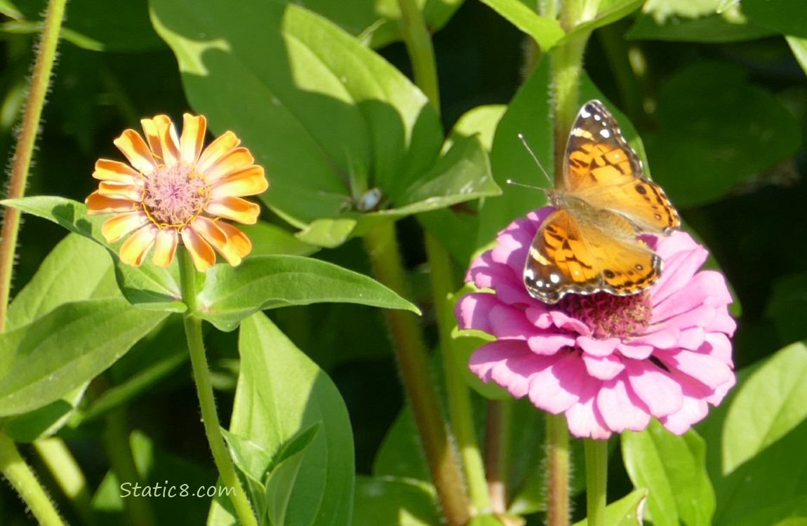 Painted Lady Butterfly standing on a zinnia bloom