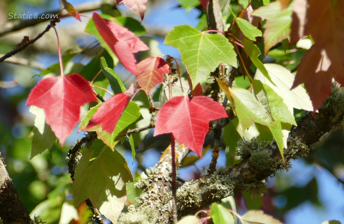 Red and green Red Maple leaves