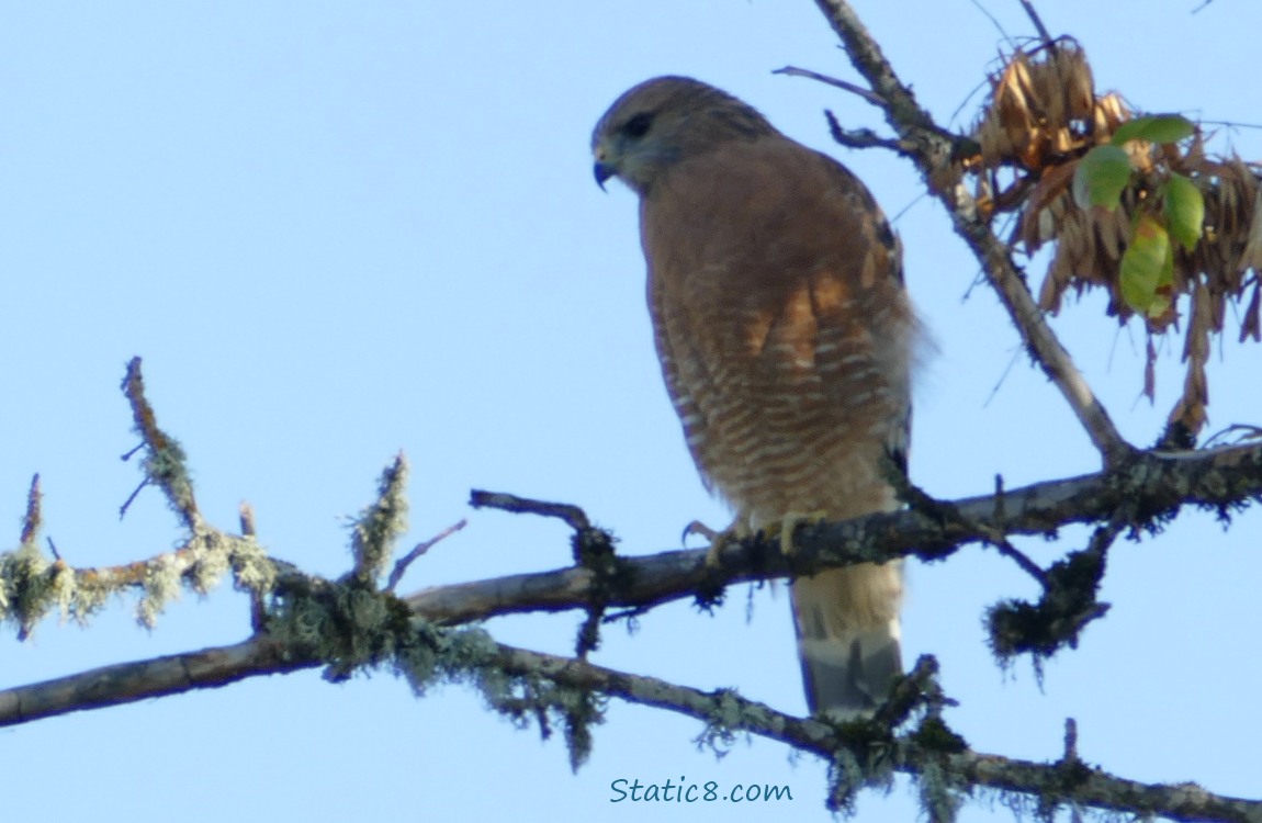 Red Shoulder Hawk sitting on a tree branch