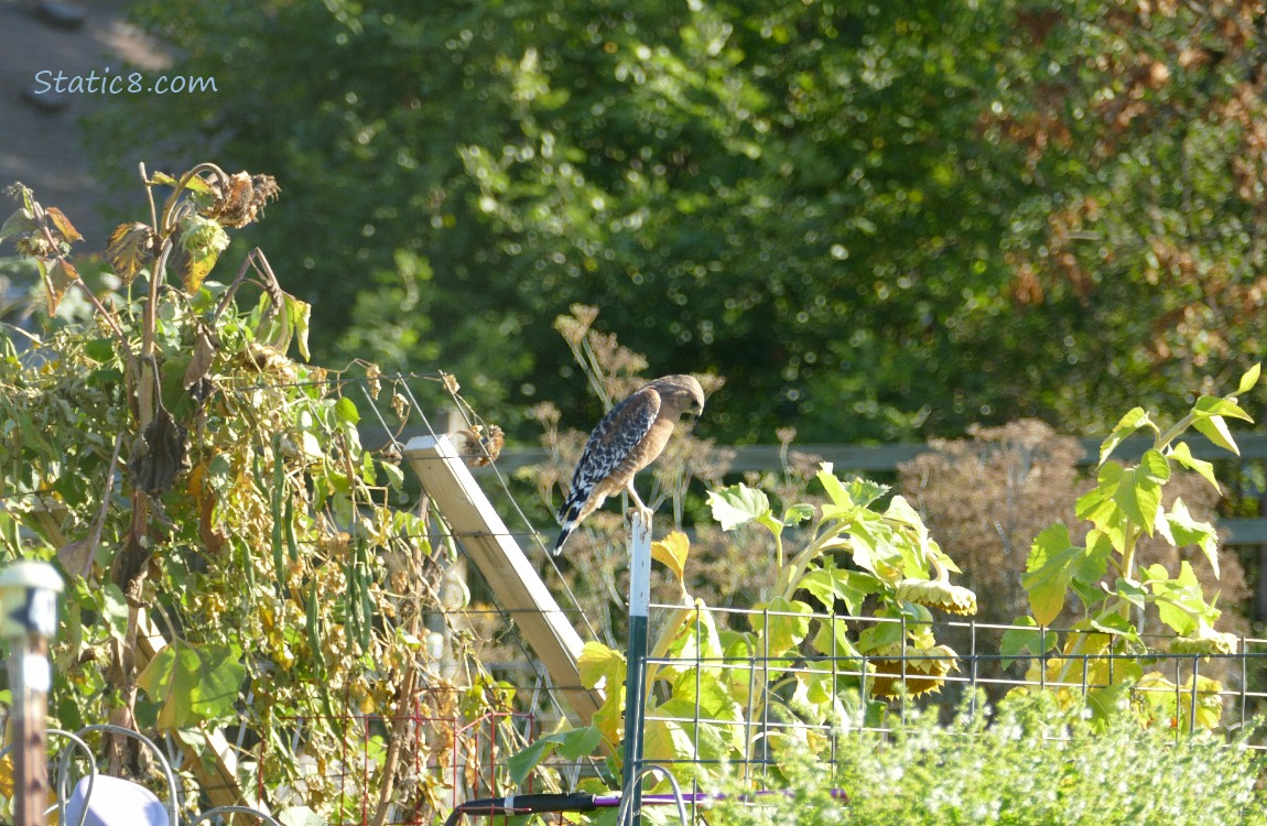 Red Shoulder Hawk standing on a metal pole in a garden