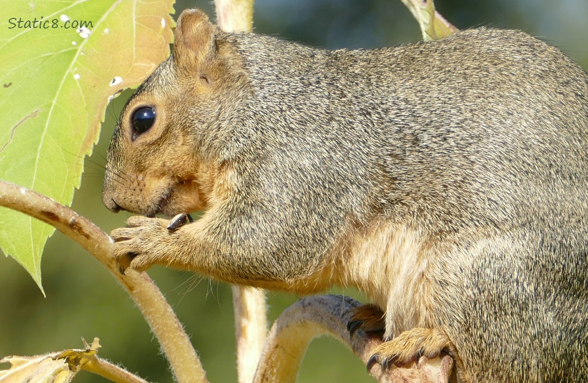 Close up of squirrel eating