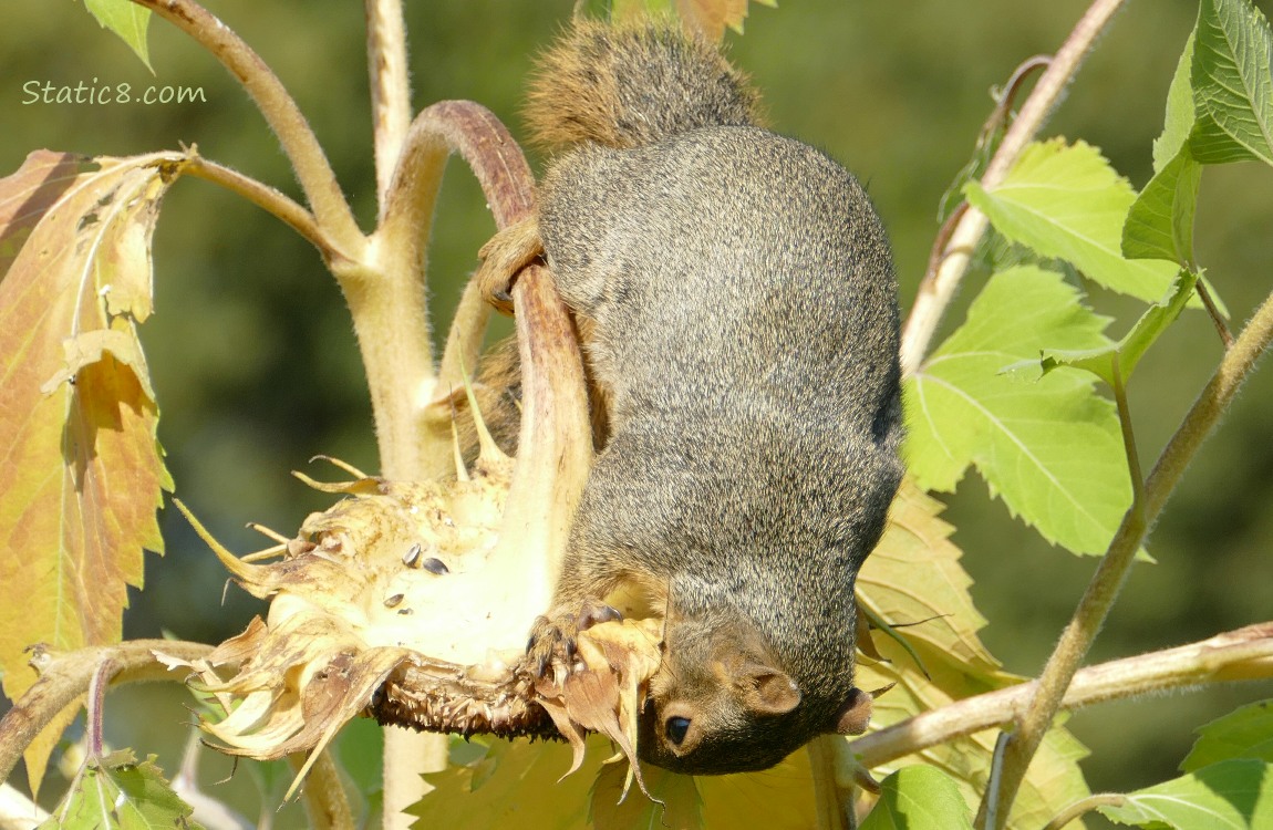 Squirrel upside down trying to get sunflower seeds