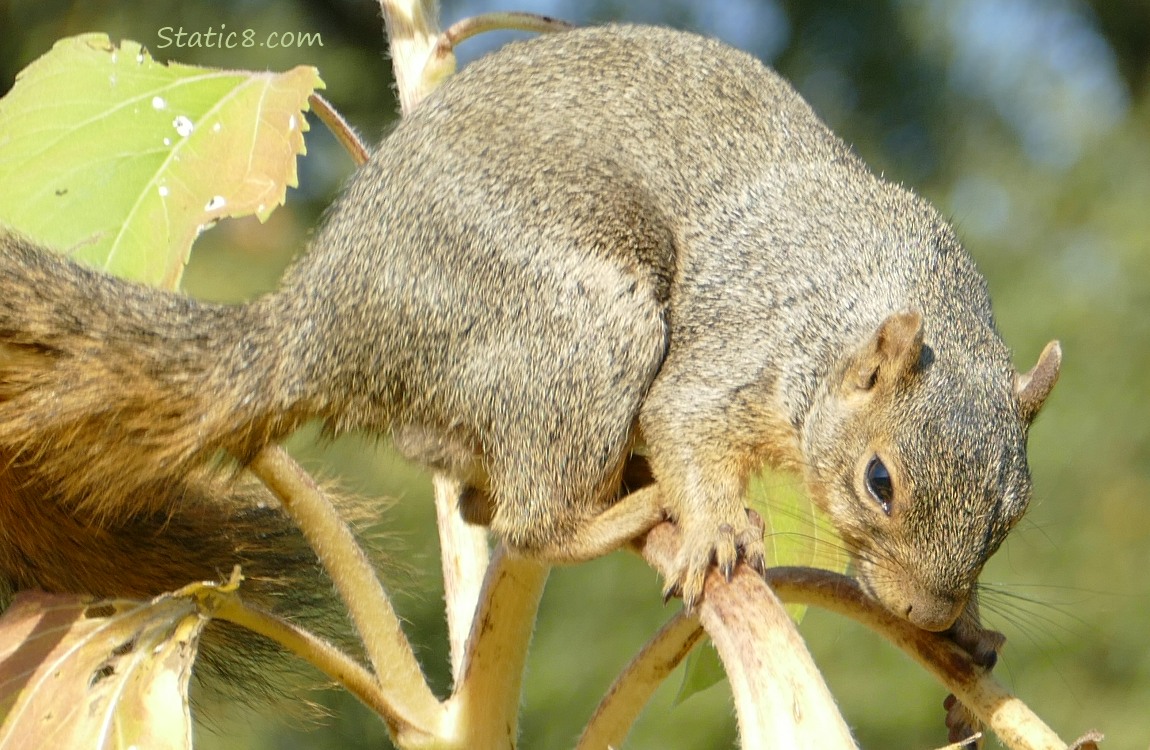 Squirrel walking on a sunflower