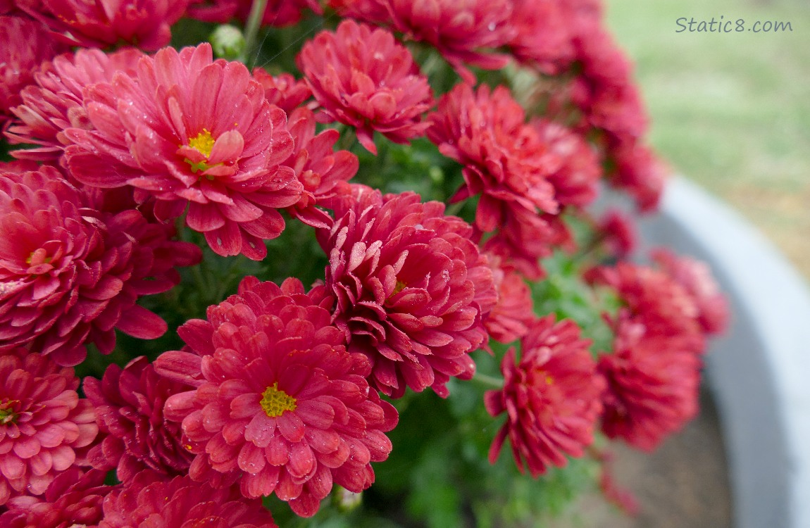 Red Chrysanthemums