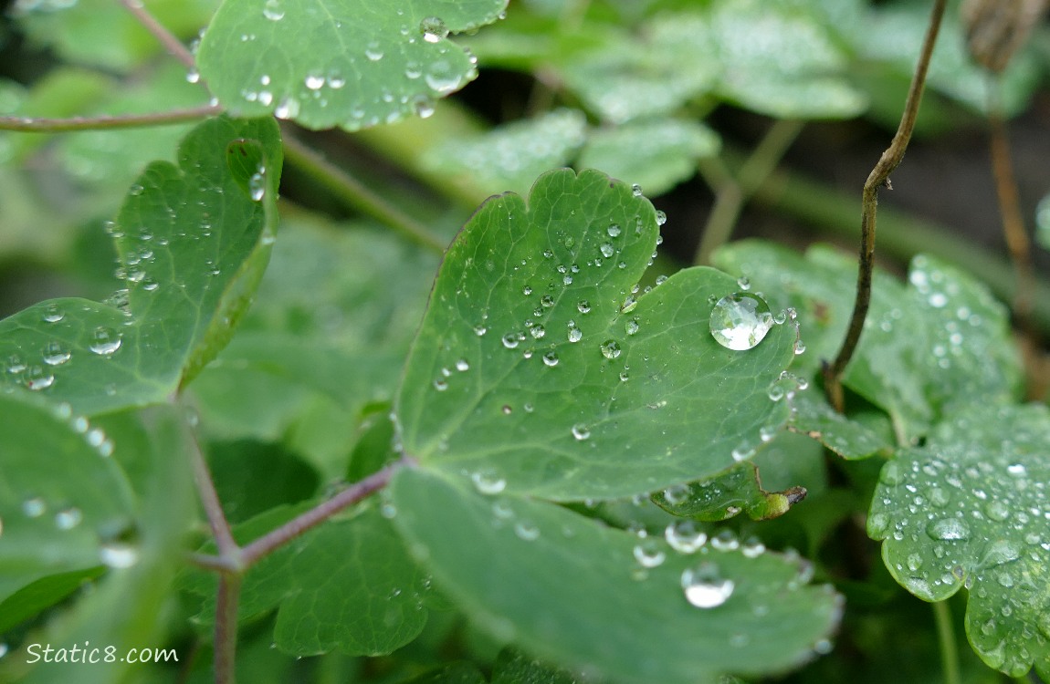 Columbine leaves with rain drops